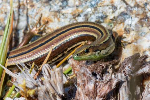 Small-eared skink (Stewart Island). <a href="https://www.flickr.com/photos/theylooklikeus">© Jake Osborne</a>