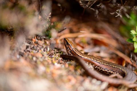 Southern skink (Whenua Hou/Codfish Island, Stewart Island). <a href="https://www.flickr.com/photos/theylooklikeus">© Jake Osborne</a>