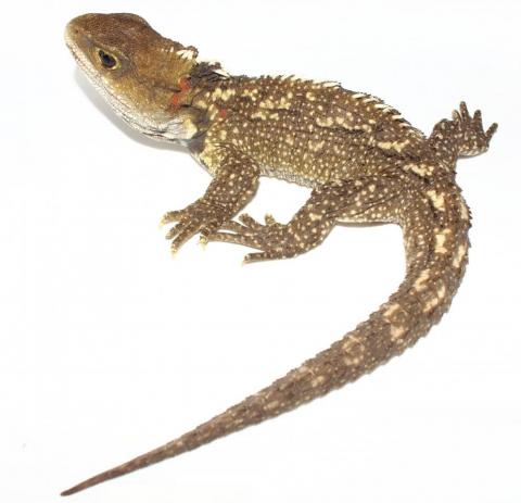 Tuatara (Sphenodon punctatus) from Brother's Islands