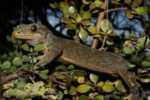 Three Kings gecko (Three Kings Islands, Northland). <a href="https://www.flickr.com/photos/rocknvole/">© Tony Jewell</a>