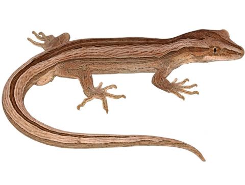 Northern striped gecko (Coromandel Peninsula). © Nick Harker