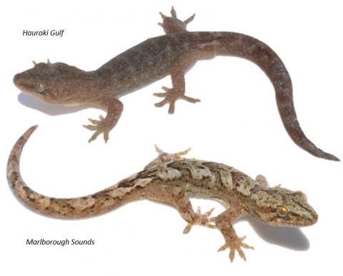 Raukawa geckos (Hauraki Gulf and Marlborough Sounds). © Nick Harker