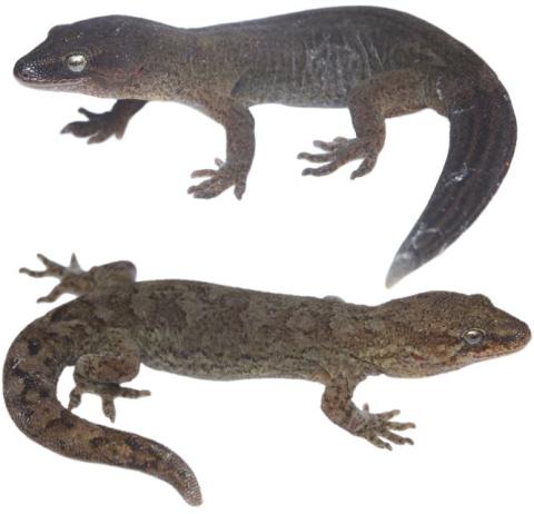 Kahurangi geckos (Mount Arthur, Nelson). <a href="https://www.instagram.com/samanimalman/?hl=en">© Samuel Purdie
