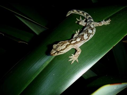 Woodworthia maculata on flax leaf