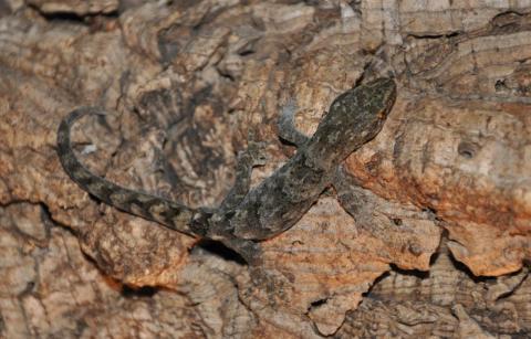 Woodworthia brunnea