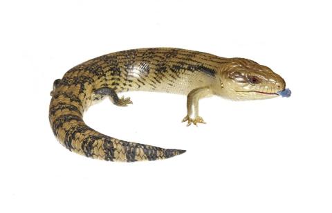 Eastern blue-tongued skink. <a href="https://www.instagram.com/joelknightnz/">© Joel Knight</a>