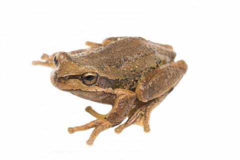 Southern brown tree frog. <a href="https://www.instagram.com/samuelpurdiewildlife/">© Samuel Purdie</a>