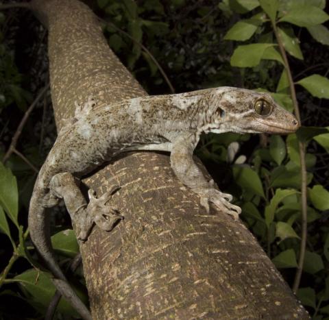 Hoplodactylus duvaucelii or Duavucel's Gecko
