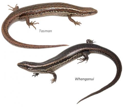 Northern grass skinks. <a href="https://www.instagram.com/nickharker.nz/">© Nick Harker</a> (above), <a href="https://www.instagram.com/samanimalman/">© Samuel Purdie</a> (below).