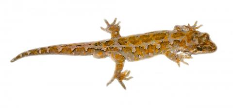Tākitimu gecko (Tony Jewell)