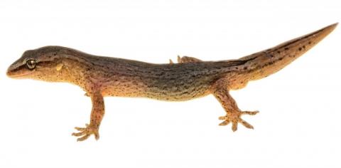 Short-toed gecko (Eyre Mountains) © James Reardon