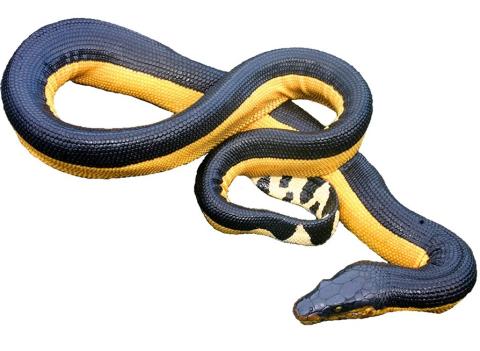 Yellow-bellied sea snake (Costa Rica). <a href="https://www.flaxington.com/">© William Flaxington</a>