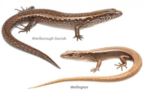 Glossy-brown skinks. <a href="https://www.instagram.com/nickharker.nz/">© Nick Harker</a> (above), <a href="https://www.instagram.com/samanimalman/">© Samuel Purdie</a> (below).