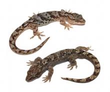 'Common' geckos