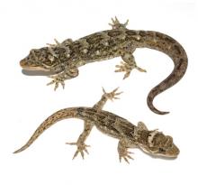 Duvaucel's gecko