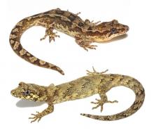 Forest and Pacific geckos