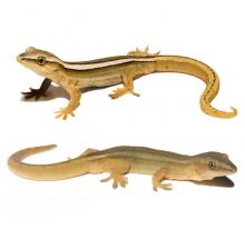 Goldstripe gecko