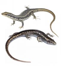 Otago, Grand and Scree skinks