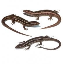 Small diurnal skinks