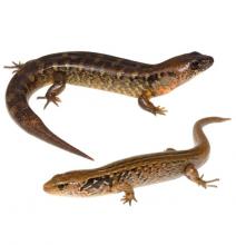 Robust and McGregor's skinks