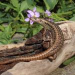 Shore skink basking on sand dune (Hauraki Gulf). <a href="https://www.instagram.com/nickharker.nz/">© Nick Harker</a>