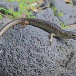 Egg-laying skink on pebble beach (Inner Hauraki Gulf). <a href="https://www.instagram.com/nickharker.nz/">© Nick Harker</a>