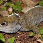 Tuatara, (Marotere Islands, Northland). <a href="https://www.instagram.com/nickharker.nz/">© Nick Harker</a>