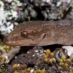 Raukawa gecko early successional rock forest (Rangitoto Island, Auckland). <a href="https://www.instagram.com/tim.harker.nz/?hl=en">© Tim Harker</a>