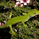 Aupōuri gecko (North Cape, Northland). <a href="https://www.flickr.com/photos/rocknvole/">© Tony Jewell</a>