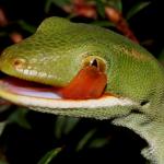 Aupōuri gecko (North Cape, Northland). <a href="https://www.flickr.com/photos/rocknvole/">© Tony Jewell</a>