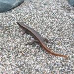 Shore skink running between cover on sandy beach (Hauraki Gulf). <a href="https://www.instagram.com/nickharker.nz/">© Nick Harker</a>