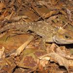 Tuatara (Brother's Islands, Cook Strait). <a href="https://www.instagram.com/nickharker.nz/">© Nick Harker</a>