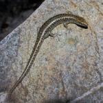 Egg-laying skink on rocky beach (Marotere / Hen and Chicken Islands, Northland). <a href="https://www.instagram.com/nickharker.nz/">© Nick Harker</a> 