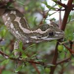 Jewelled gecko male in Coprosma propinqua (Banks Peninsula, Canterbury). <a href="https://www.instagram.com/nickharker.nz/">© Nick Harker</a>