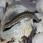 Egg-laying skink foraging on pebble beach (Marotere / Hen and Chicken Islands, Northland). <a href="https://www.instagram.com/nickharker.nz/">© Nick Harker</a>