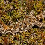 Forest gecko (West Coast). <a href="https://www.flickr.com/photos/rocknvole/">© Tony Jewell</a>