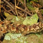 Tākitimu gecko (Waitutu forest). <a href="https://www.flickr.com/photos/rocknvole/">© Tony Jewell</a>