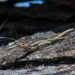 Eastern grand skink (Macraes flat, Otago). <a href="https://www.flickr.com/photos/rocknvole/">© Tony Jewell</a>