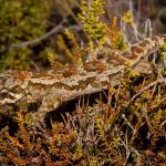 Forest gecko (West Coast). <a href="https://www.flickr.com/photos/rocknvole/">© Tony Jewell</a>