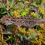 Harlequin gecko (southern Stewart Island). <a href="https://www.flickr.com/photos/rocknvole/">© Tony Jewell</a>