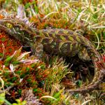 Harlequin gecko (southern Stewart Island). <a href="https://www.flickr.com/photos/rocknvole/">© Tony Jewell</a>