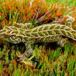 Harlequin gecko (southern Stewart Island). <a href="https://www.flickr.com/photos/rocknvole/">© Tony Jewell</a>