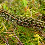 Harlequin gecko (southern Stewart Island). <a href="https://www.flickr.com/photos/rocknvole/">© Tony Jewell</a>