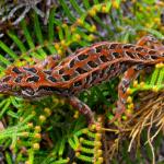 Harlequin gecko (southern Stewart Island). <a href="https://www.flickr.com/photos/rocknvole/">© Tony Jewell</a>