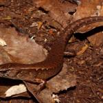 Ornate skink (Hauturu / Little Barrier Island, Hauraki Gulf). <a href="https://www.instagram.com/tim.harker.nz/?hl=en">© Tim Harker</a>