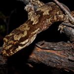 Pacific gecko on Kanuka trunk (North Auckland). <a href="https://www.instagram.com/tim.harker.nz/?hl=en">© Tim Harker</a>