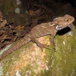 Tuatara (Rurima's, Bay of Plenty). <a href="https://www.instagram.com/nickharker.nz/">© Nick Harker</a>