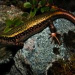 Sinbad skink from Sinbad Gully (Milford Sound, Fiordland). <a href="https://www.flickr.com/photos/rocknvole/">© Tony Jewell</a>