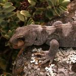 Black-eyed gecko (Kaikoura ranges). <a href="https://www.flickr.com/photos/rocknvole/">© Tony Jewell</a>