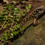 Whitaker's skink (Pukerua Bay, Wellington). <a href="https://www.flickr.com/photos/rocknvole/">© Tony Jewell</a>